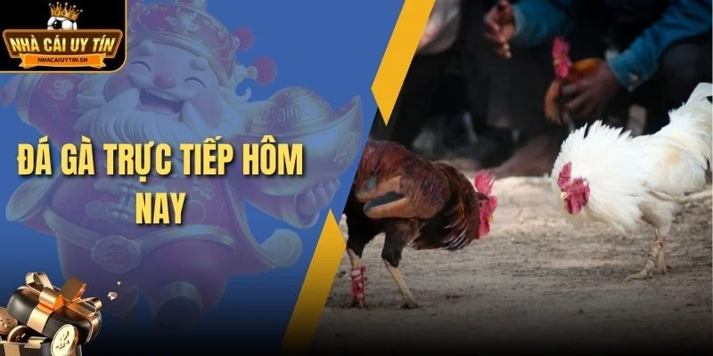 Đá gà trực tiếp hôm nay